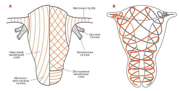 А — Наружный и внутренний слои миометрия. В — Спиральное расположение мышечных волокон миометрия.