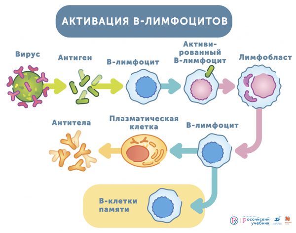 Активация В-лимфоцитов 