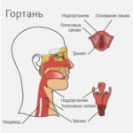 https://dgp1nn.ru/blog/wp-content/uploads/anatomiya-gortani-s.jpeg