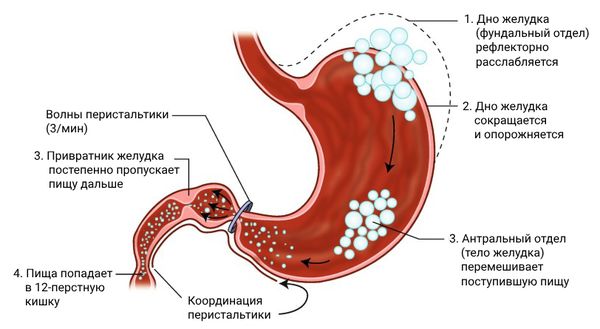 Анатомия и физиология желудка