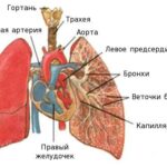 https://dgp1nn.ru/blog/wp-content/uploads/anatomiya-legkih-s.jpg