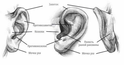 Анатомия наружного уха