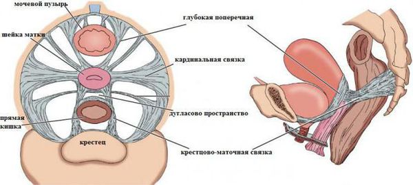 Анатомия тазового дна женщины. Расположение связок.