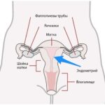 https://dgp1nn.ru/blog/wp-content/uploads/anatomiya-zhenskoy-reproduktivnoy-sistemy-s.jpg