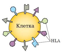 Антигены системы HLA на поверхности клетки