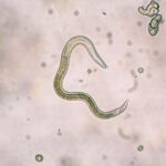 https://dgp1nn.ru/blog/wp-content/uploads/cherv-toxocara-canis-pod-mikroskopom-s.jpg