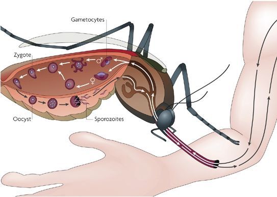 Цикл развития плазмодиев в организме комара