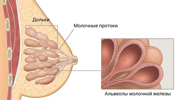 Дольки, протоки и альвеолы молочной железы
