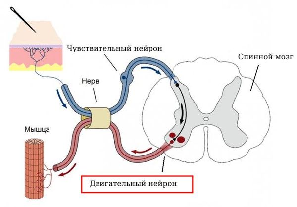 Двигательный нейрон в спинном мозге