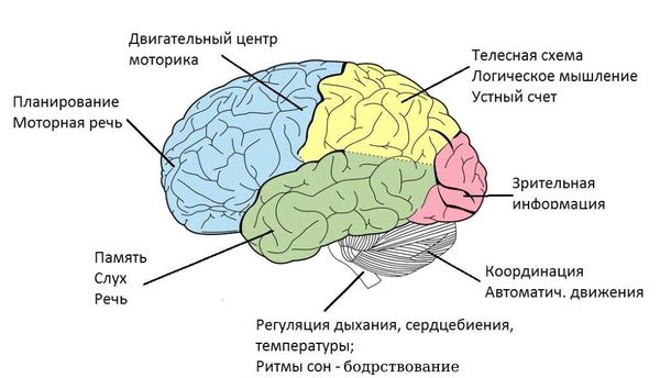 Функции разных отделов мозга