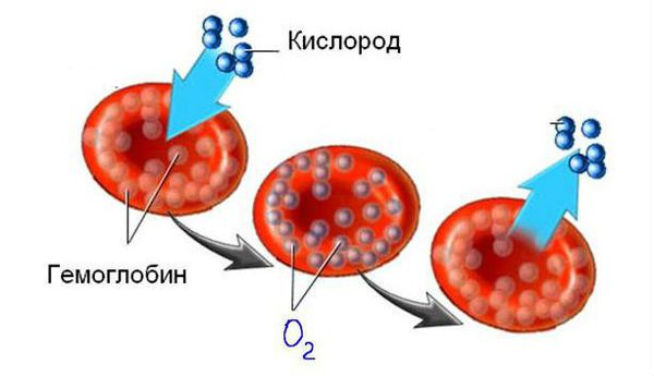Гемоглобин выполняет в организме функцию газообмена