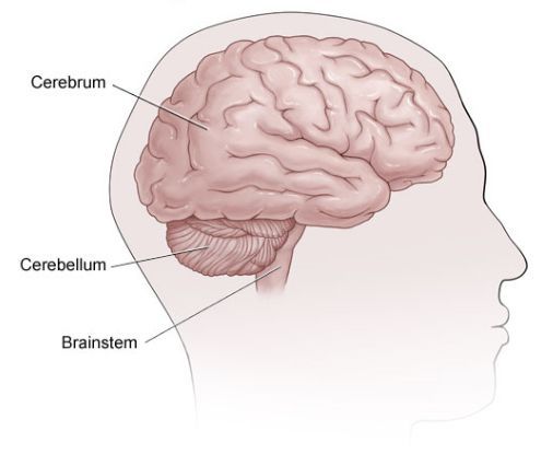 Головной мозг, мозжечок и мозговой ствол