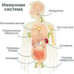 https://dgp1nn.ru/blog/wp-content/uploads/immunnaya-sistema-cheloveka-s.jpg