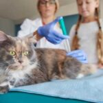 Как проявляется аллергия на кошек у грудничков: признаки, симптомы, покраснения, сыпь, консультация педиатров, лечение