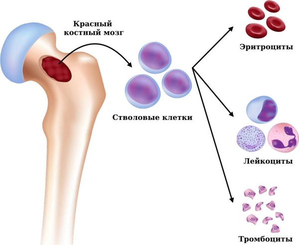 Красный костный мозг производит клетки крови