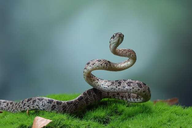 Научно-обоснованные показания к применению мази со змеиным ядом