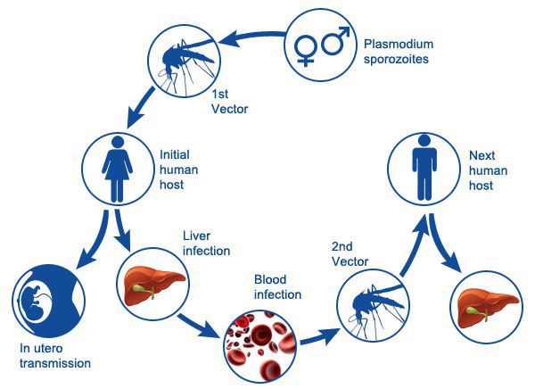 Механизмы передачи малярии
