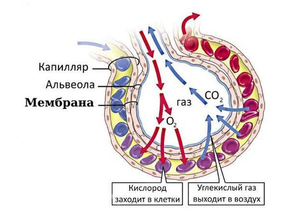 Мембрана между альвеолой и капилляром