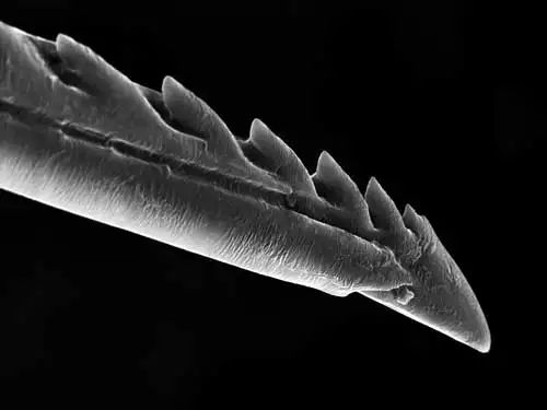 Микроскопическое изображение жала пчелы. Зазубрины на его поверхности помогают ему двигаться только вглубь тканей ' data-blur='False