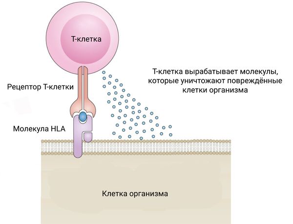 Молекула HLA и Т-клетка