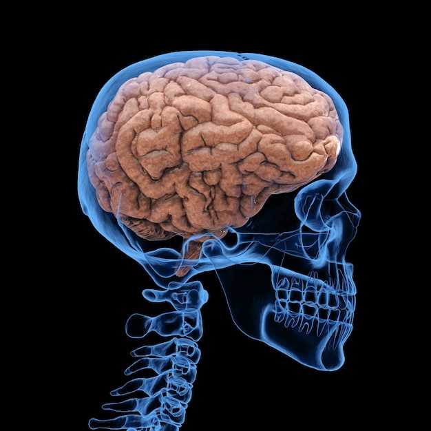 Кора головного мозга: ключевой компонент