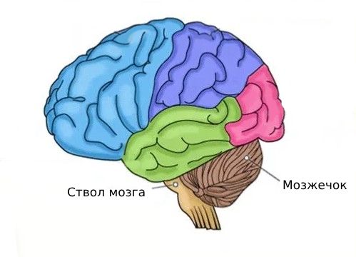 Мозжечок и ствол мозга