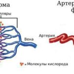 https://dgp1nn.ru/blog/wp-content/uploads/normalnye-sosudy-i-arteriovenoznaya-fistula-s.jpeg
