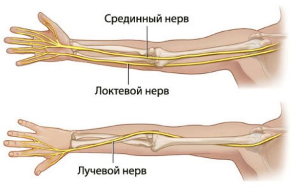 Основные нервы, проходящие через локтевой сустав