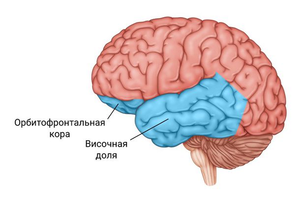 Отделы мозга, связанные с расстройством поведения 