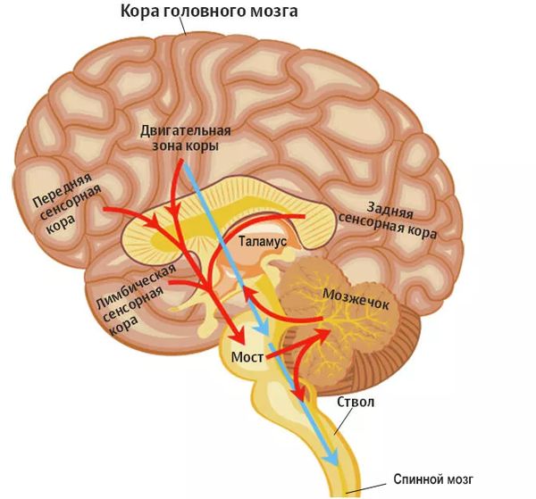 Передача сигнала от коры головного мозга к мозжечку