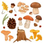 Пивной гриб: особенности выращивания и полезные свойства