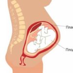 https://dgp1nn.ru/blog/wp-content/uploads/plod-i-placenta-s.jpg