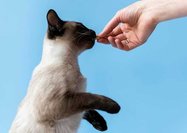 Как обработать кошачьи царапины - эти правила помогут избежать проблем | РБК Украина