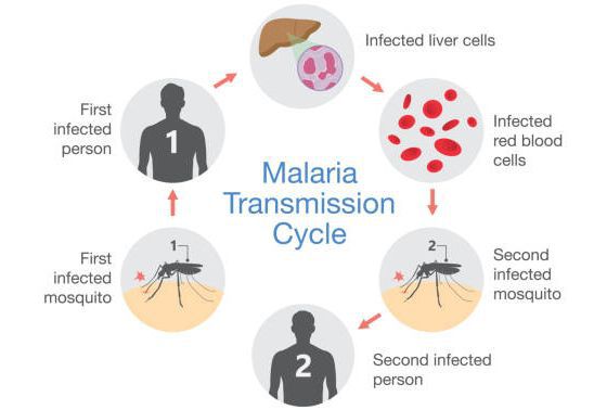 Принцип передачи малярии