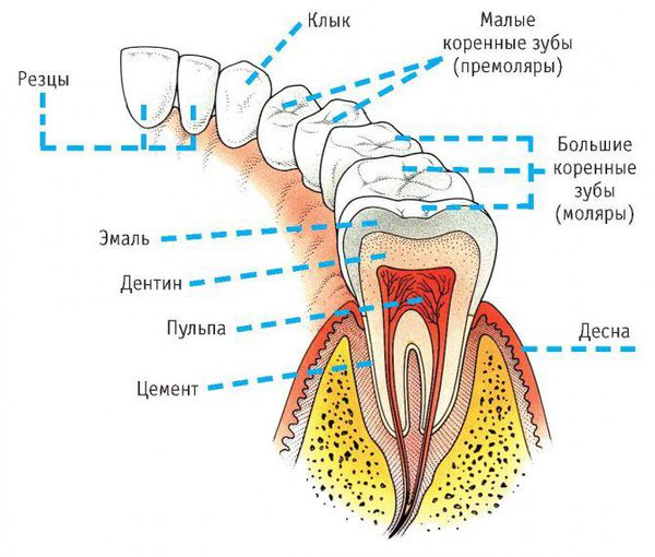 Расположение больших и малых коренных зубов