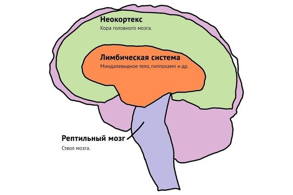 Расположение неокортекса, гиппокампа и миндалевидного тела