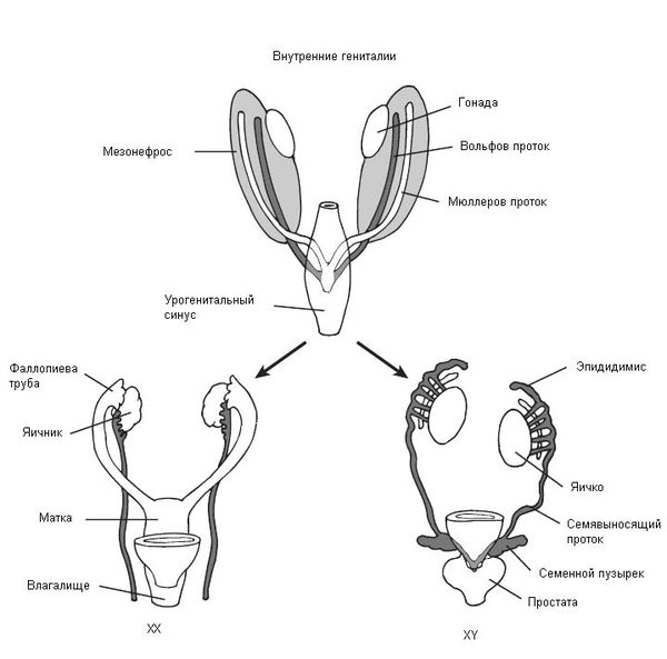 Развитие внутренних женских и мужских половых органов в эмбриональном периоде