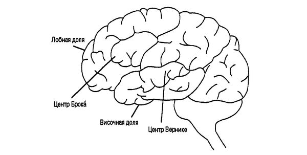 Речевые центры головного мозга