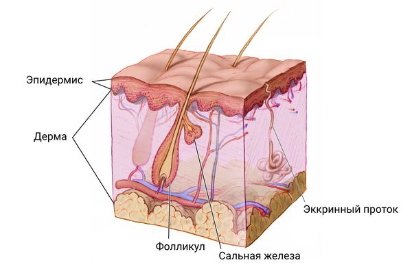 Сальная железа и эккринные протоки