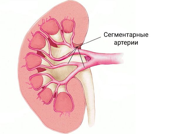 Сегментарная артерия 