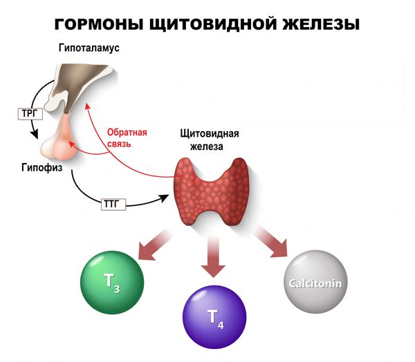 Синтез гормонов щитовидной железы