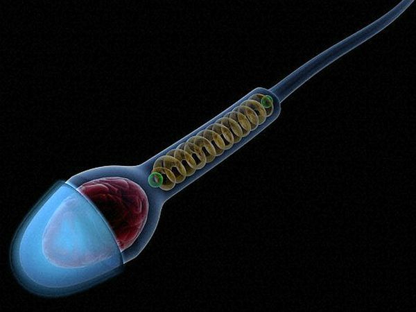 Нормальный сперматозоид с акросомой