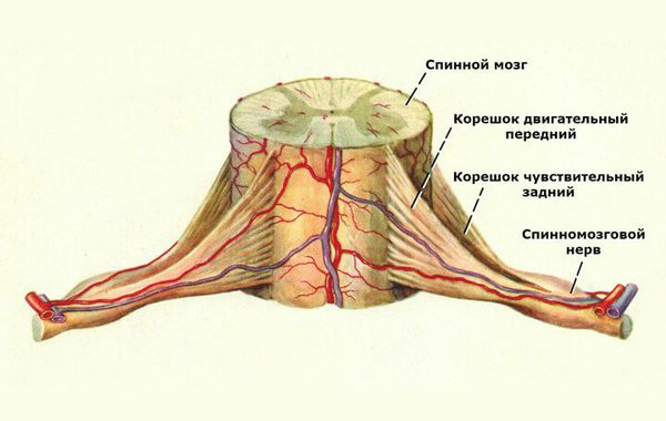 Спинномозговые корешки и нервы