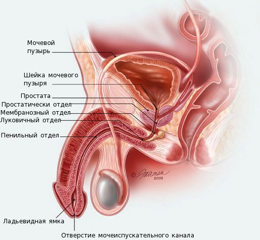 Анатомия мочеиспускательного канала