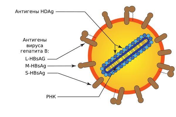 Строение вируса гепатита Д