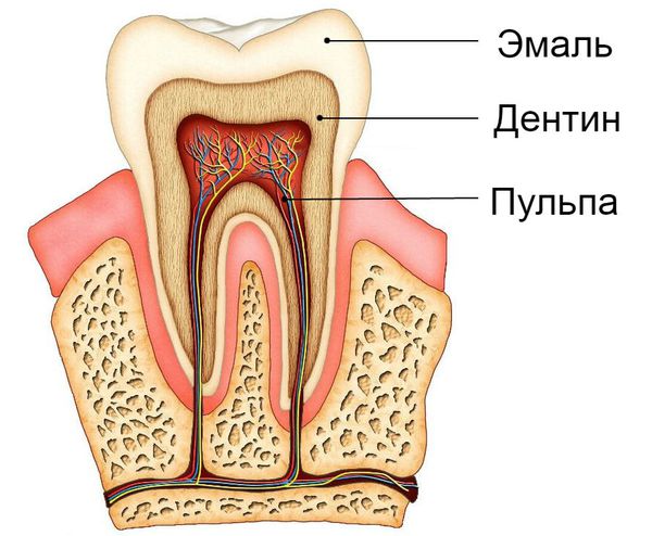 Строение зуба: эмаль, дентин и пульпа