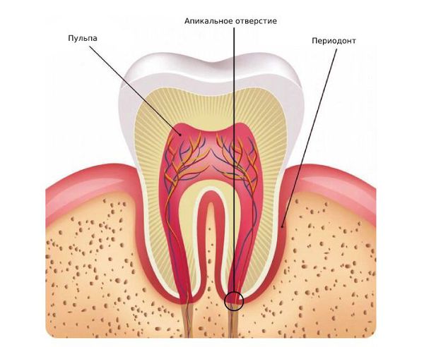 Строение зуба: пульпа, апикальное отверстие, периодонт