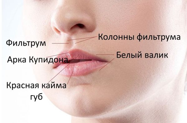 Структурные элементы губ
