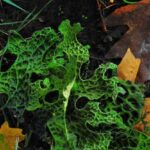 Темно-зеленый кал: причины, симптомы и лечение - полная информация