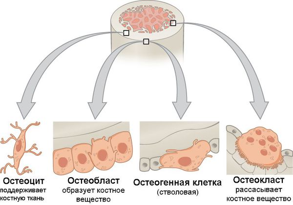 Типы клеток костной ткани